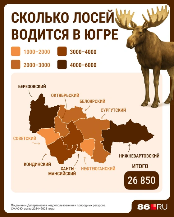 В округе насчитали более 26 тысяч лосей | Источник: Серафима Пантыкина / Городские медиа