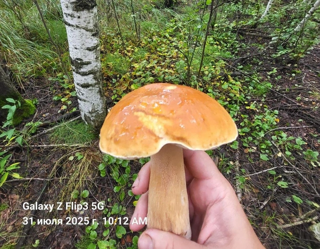 Это белый гриб | Источник: Ольга Николаева 