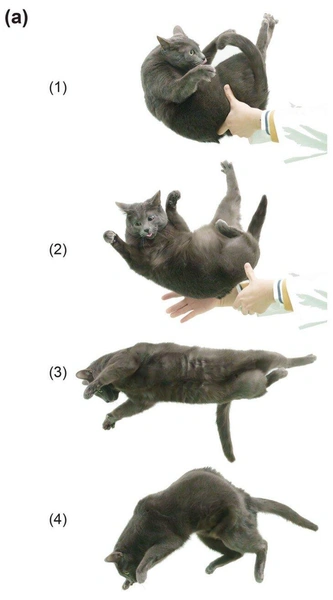 Секрет кошачьего приземления