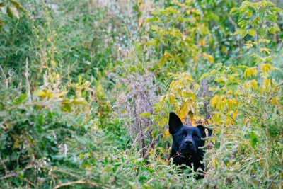 Подробности гибели 11-летнего мальчика от «тихого» бешенства