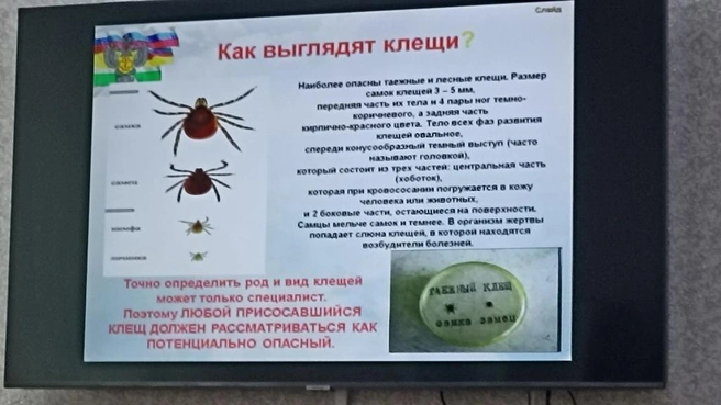 Неважно, какой именно клещ укусил человека. Любой потенциально опасен! | Источник: Анна Сарапульцева / 45.RU