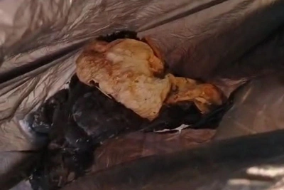 В Волгограде в вентиляции дома нашли братскую могилу голубей