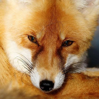 Почему у лисицы заостренная мордочка? Оказалось, это помогает животному выживать