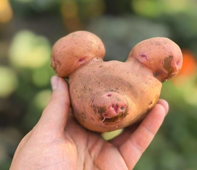 Почти «живые» овощи | Источник: читатель 72.RU