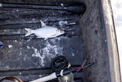 Весенняя рыбалка в Алтайском крае: лучшие места