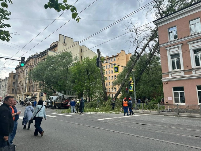 Мощный ветер повалил деревья в районе Финляндского вокзала | Источник: читательница «Фонтанки»