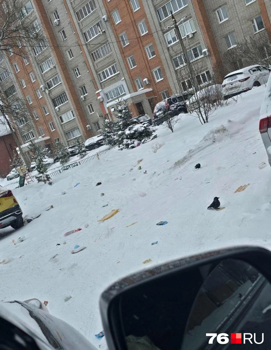 Из-за ветра остатки отходов разлетаются по всему двору | Источник: читатели 76.RU