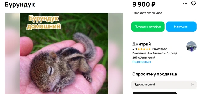 Это чрезвычайно ловкие зверьки | Источник: Авито