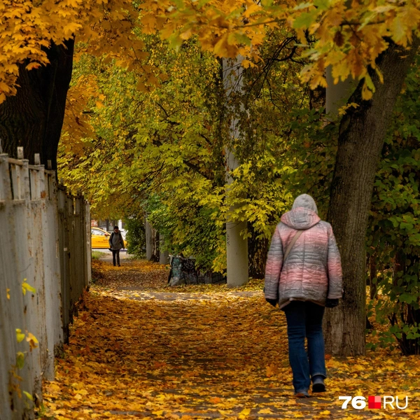 Но под деревьями творится что-то невероятное | Источник: Кирилл Поверинов / 76.RU