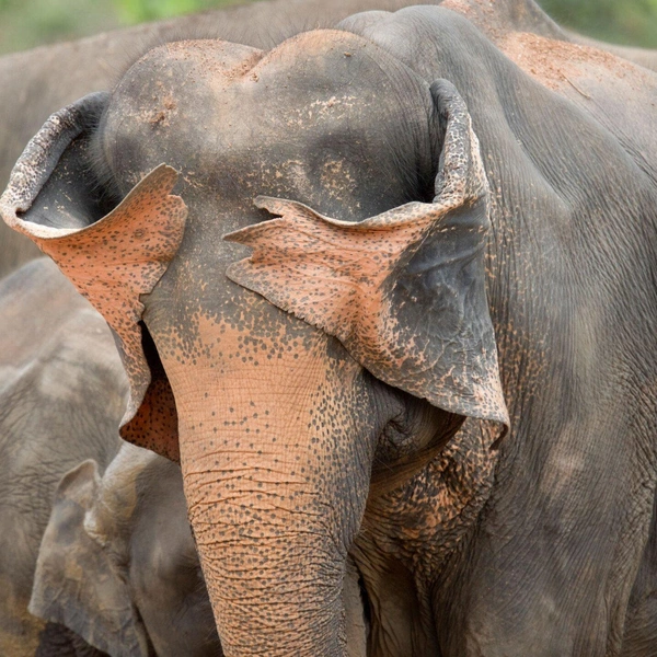 «Глаза бы мои этого не видели! О, спасибо!» | Источник: Henry Szwinto / Nikon Comedy Wildlife Awards 2025