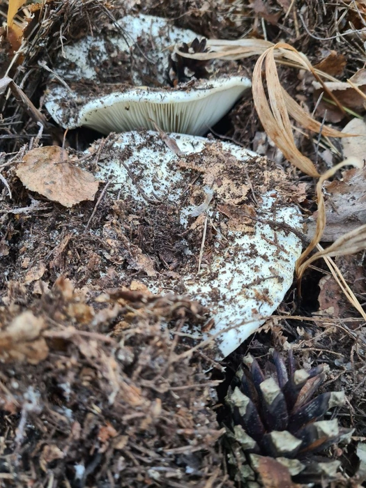 «Собирали грибы в Курумоче. Были в основном грузди», — рассказала редакции жительница Самары | Источник: читатель 63.RU