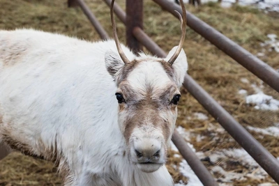 Красноярцы могут назвать двух олених и выиграть приз
