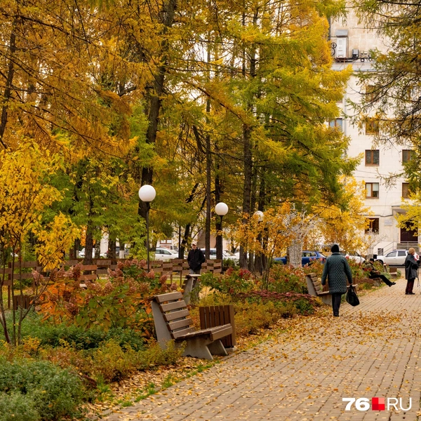Помимо деревьев есть кусты и цветы, которые так же вписываются в осеннюю палитру | Источник: Кирилл Поверинов / 76.RU
