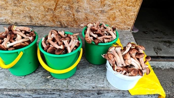 Железногорцы не уходят с пустыми руками из леса | Источник: Серега Черный / vk.com