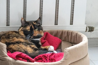 Petersburg Housing Co-op's Heating Debt Tops 7 Million Rubles