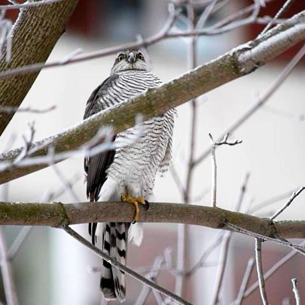 Источник: Людмила Горбунова / «Каждой твари по паре»