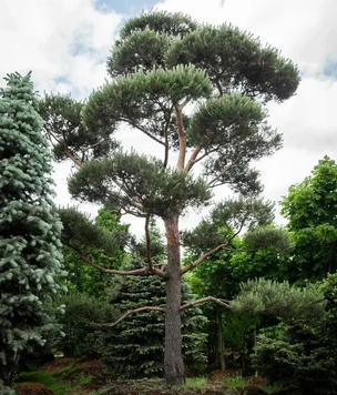 5 необычных растений для сада: советы Imperial Garden