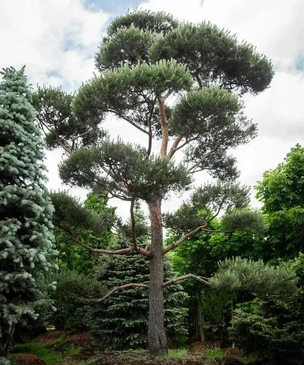5 необычных растений для сада: советы Imperial Garden