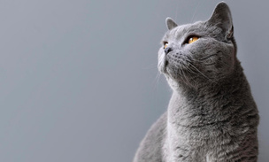 Воздушная акробатика: ученые выяснили, почему кошки всегда приземляются на лапы
