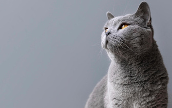 Воздушная акробатика: ученые выяснили, почему кошки всегда приземляются на лапы