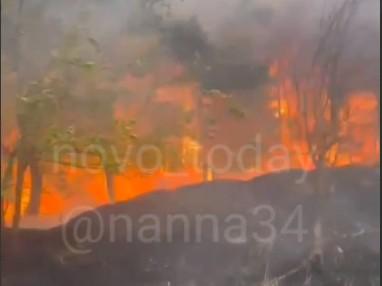 Под Волгоградом разбушевался крупный лесной пожар — видео 