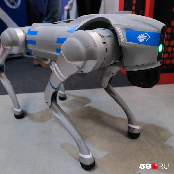 Робота планируют запускать для проверки загазованности | Источник: Тимофей Калмаков / 59.RU