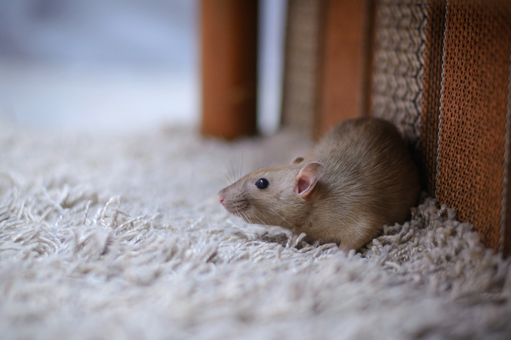 10 необычных способов избавиться от мышей в дачном доме