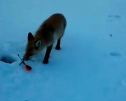 Видео: в Башкирии лиса украла у рыбаков удочки | ufa1.ru