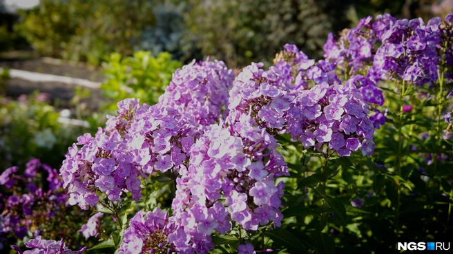 Травянистые многолетники нужно обязательно подрезать | Источник: Антон Дигаев / NGS.RU