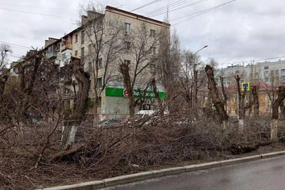 Реконструкция Профсоюзной началась со спила деревьев