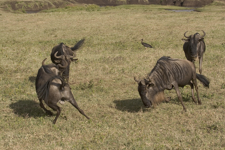 Дети дождя: как «шестое чувство» помогает антилопам гну в поисках новых пастбищ