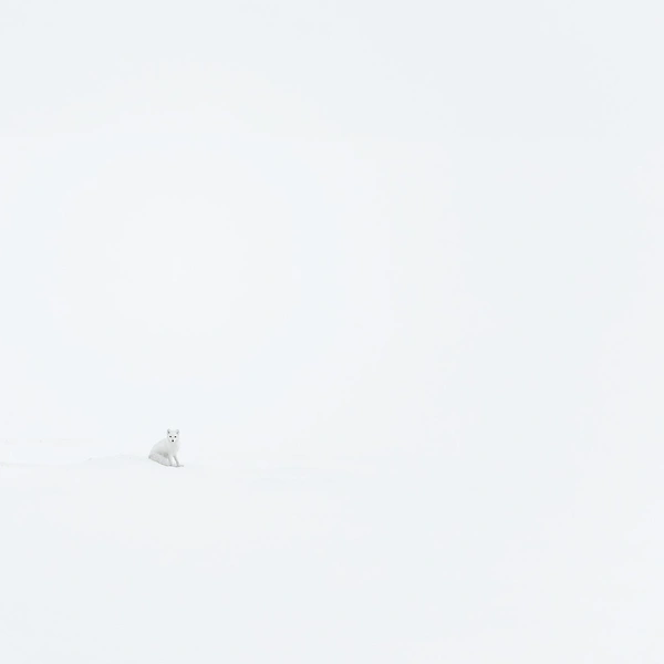 Источник: Markus Varesvuo / Vuoden Luontokuva 2025