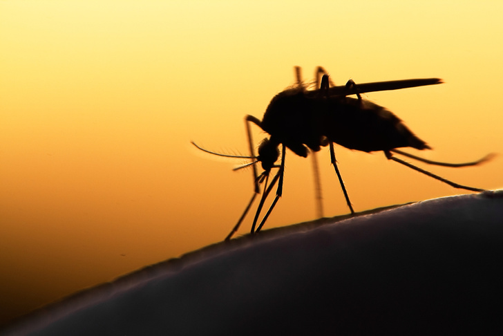 Найдено объяснение тому, почему одних людей комары кусают чаще, чем других