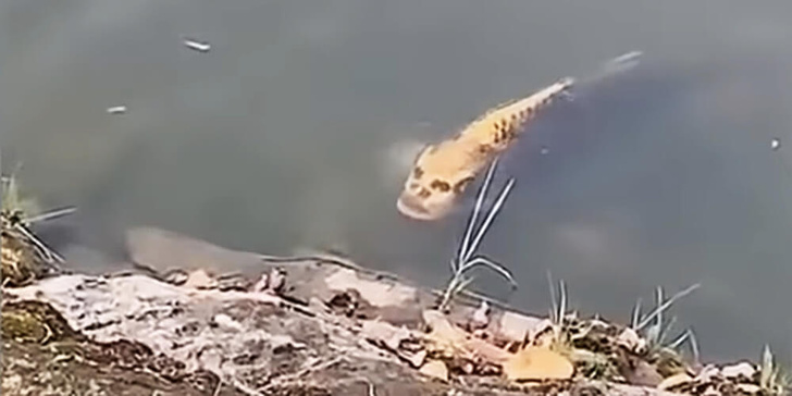 В Китае засняли рыбу с человеческим лицом (видео)