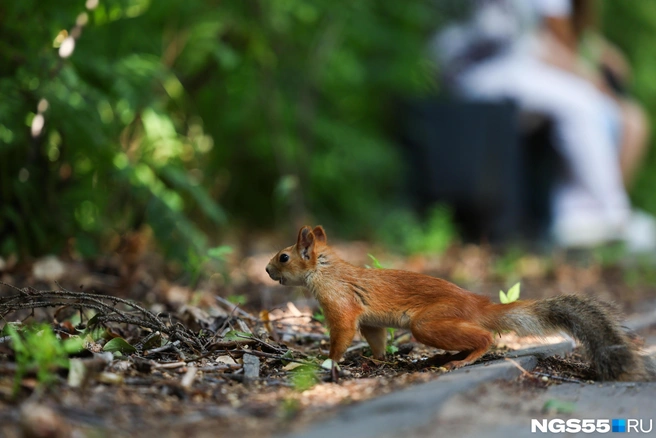 Барнаульцев просят не пугать бельчат | Источник: Евгений Софийчук / NGS55.RU
