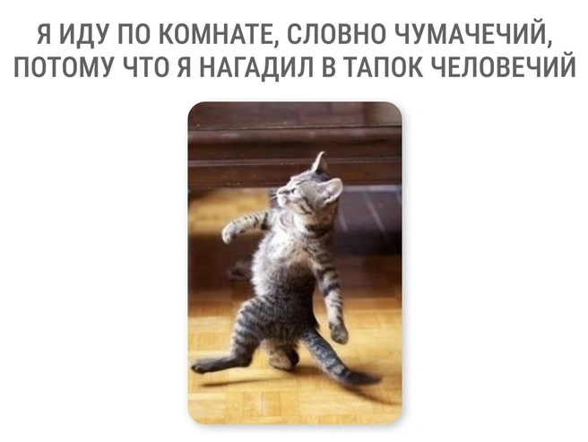 Иногда питомцы оставляют «сюрпризы» в обуви хозяев | Источник: Мария Романова / Городские медиа