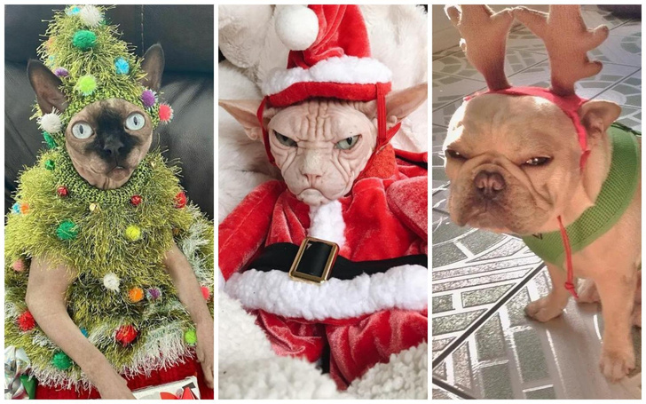 кошки и собаки в новогодних костюмах