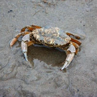 Отличный колонизатор. В Азовское море проник плоскоспинный грязевой краб с восточных берегов США