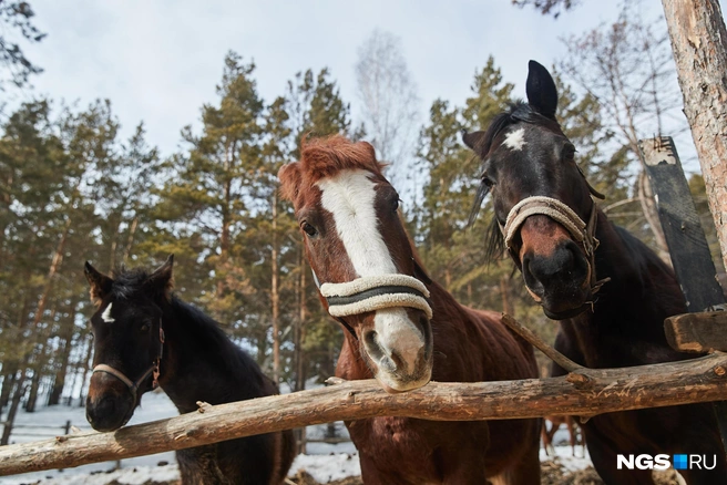Татьяна Шелистова не собирается сдаваться и уступать и намерена и дальше помогать животным | Источник: Александр Ощепков / NGS.RU