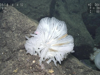 Японские океанологи открыли 38 новых живых существ. Посмотрите, кто обитает в Нанкайском желобе