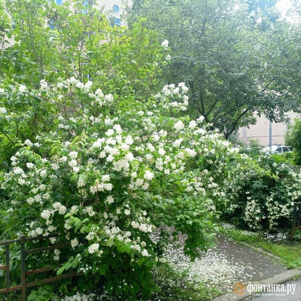 Источник: Ирина Корбат / FONTANKA.RU