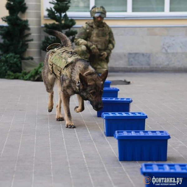 В петербургской «Ночи музеев» впервые примут участие собаки Росгвардии. «Фонтанка» побывала на репетиции | Источник: Валентин Егоршин / «Фонтанка.ру»