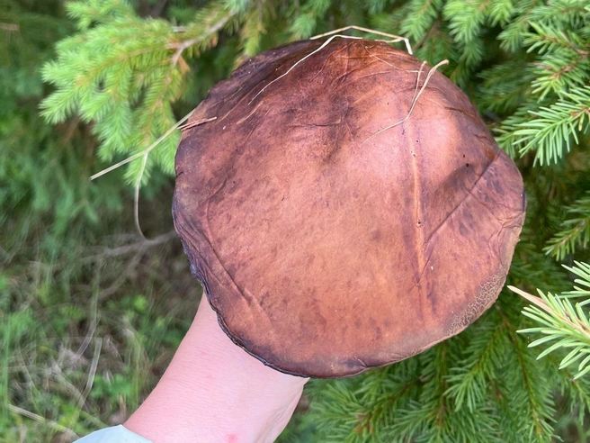 Источник: Екатерина Тюкавина