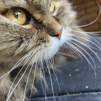 Аватарка Ужик