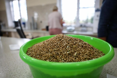 Половина авторских выплат донских селекционеров уходит наследникам