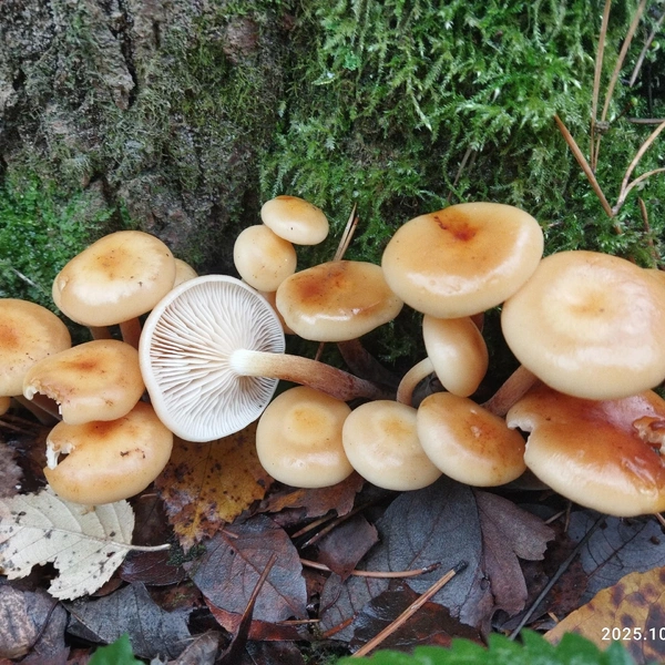 Источник: Грибы и Грибники Подмосковья / vk.com