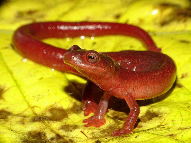 «Шоколадная» лягушка, сказочный губан и лохматый краб: 10 ярких видов животных, открытых в 2022 году