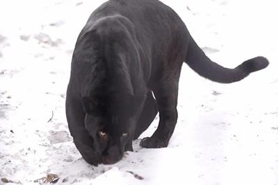 Черный ягуар Габриэль впервые прогулялся по уличному вольеру
