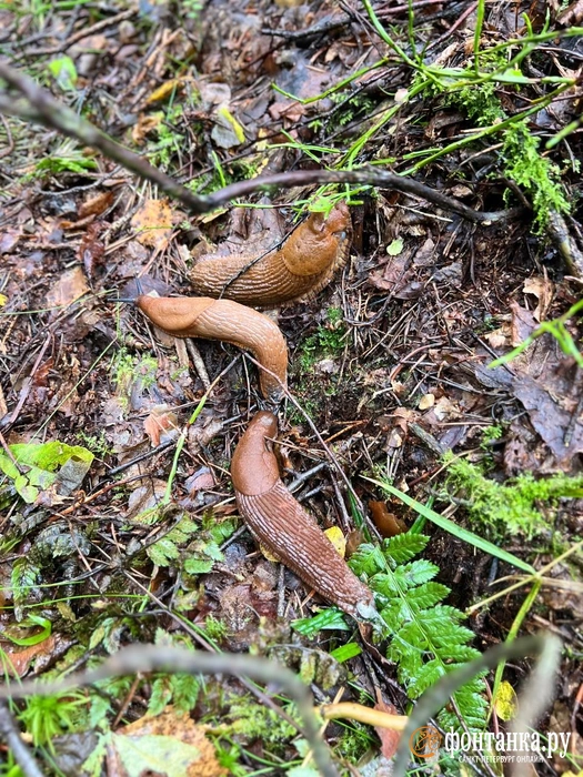 Объедает грибников. Красный испанский слизень уничтожает грибы под Петербургом | Источник: Венера Галеева / «Фонтанка.ру»