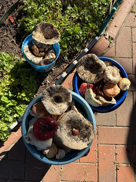 «В лесу у Курумоча сухо. За два часа собрали пару больших ведер», — поделился с 63.RU читатель | Источник: читатель 63.RU